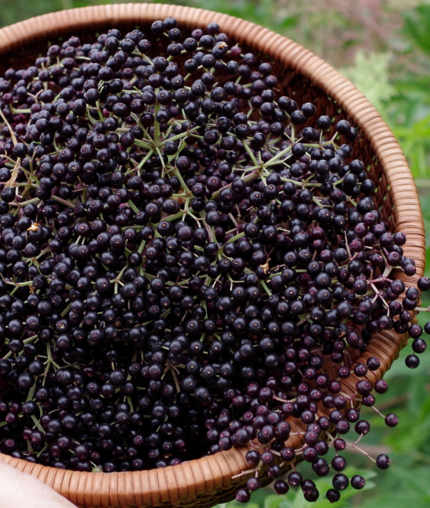 Elderberries - Sambucus Nigra